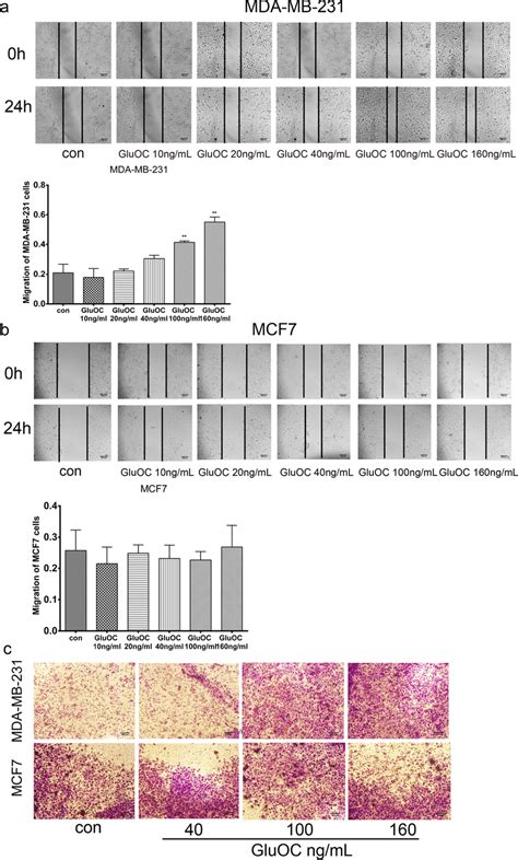 Gluoc Promotes Mda Mb Cell Migration A Wound Healing Assay Of