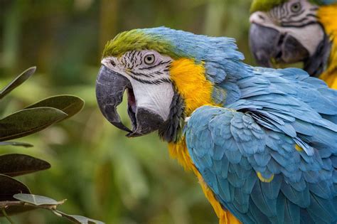 Zoo Sightseeing Interactive Shows Bird World Farnham Overworld Amp