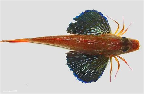 Sea Robins Fish Facts Profile Traits Food Description Range Seafish