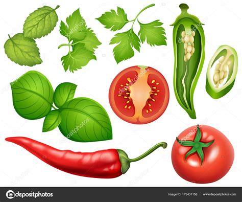 Diferentes Tipos De Verduras Vector Gr Fico Vectorial Brgfx Imagen