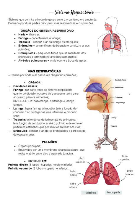 Nome Dos Órgãos Do Sistema Respiratório - Todos Os Orgãos Do Sistema Respiratorio - GITEDU