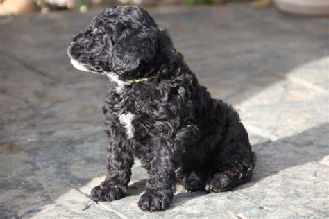 Portuguese Water Dog Rescue Posted By Vindouro Portuguese Water Dogs