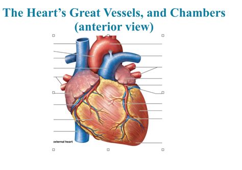 Unit 1 Cardiovascular Review Diagram Quizlet