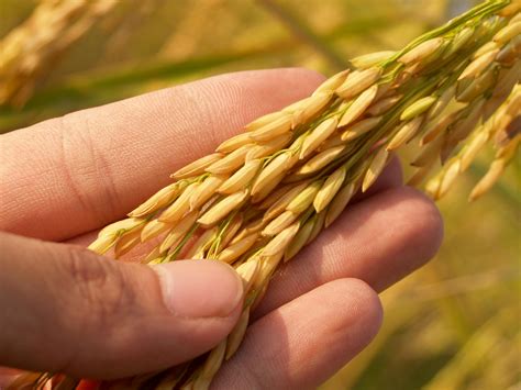 Rice Grain · Free Stock Photo