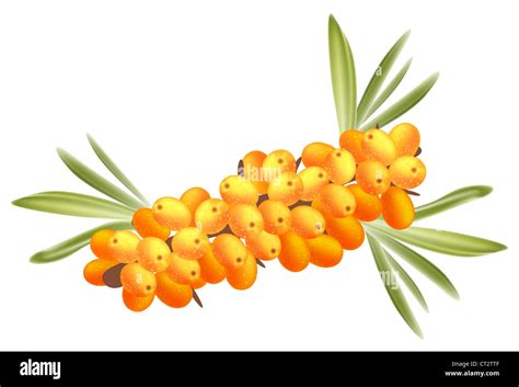 The Branch Of Sea Buckthorn Berries Stock Photo Alamy