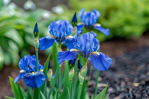 Comment Cultiver Et Entretenir Liris Bleu Dans Votre Jardin