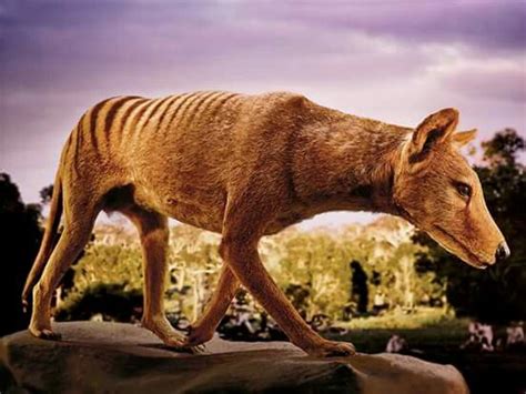 Thylacine Thylacine Tasmanian Tiger Australian Fauna