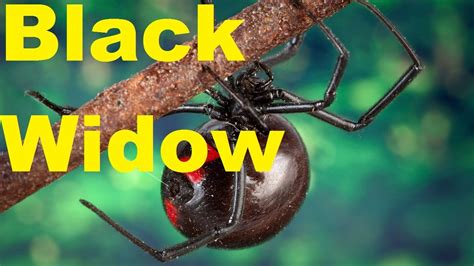 Top Shocking Facts About The Black Widow Spider Venom