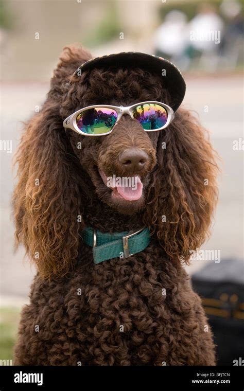 A Humorous Photo Of A Beautiful Standard Poodle Wearing Stylish