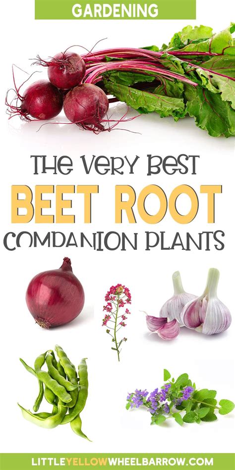 23 Beet Companion Plants For Improved Growth Companion Planting