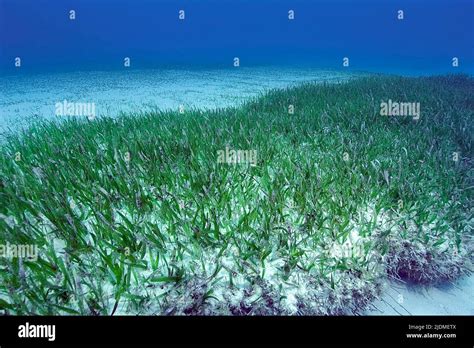 Tortue D Herbe Thalassia Testudinum Banque De Photographies Et Dimages