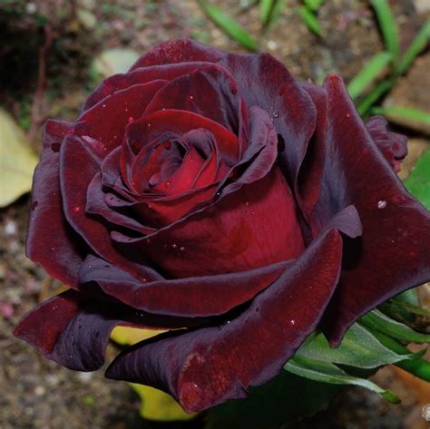 Rare Seeds Bolero Floribunda Rose Seeds A033 25 BUY 3 GET 1 FREE Home