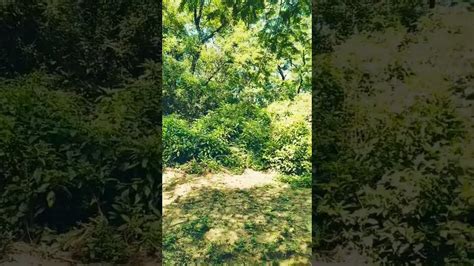 Sounds Of Jungle - YouTube
