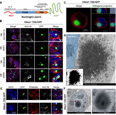 The Addition Of Gfp To The C Terminal Part Of Httex1 Induces A Download High Quality