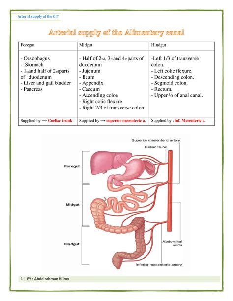 Arterial Supply Of The Git Foregut Midgut Hindgut Oesophagus Stomach