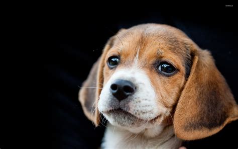 Beagle puppy wallpaper - Animal wallpapers - #17274