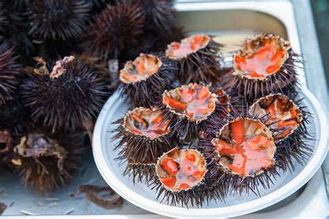 La Sardegna Dice Basta Alla Pesca Dei Ricci Di Mare Tre Anni Di Stop