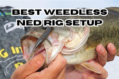 3 Best Weedless Ned Rig Setups Barb Catch Fishing