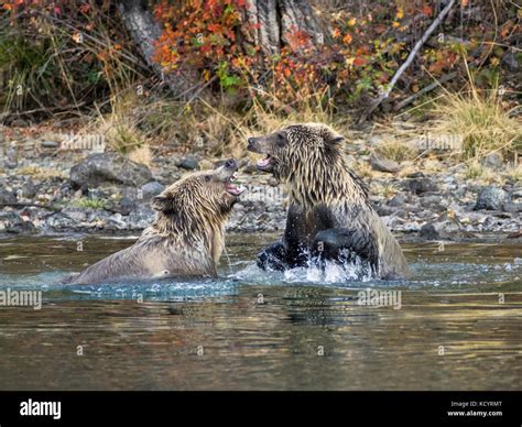 Grizzly Bears Ursus Arctos Horribilis Sparing In A Salmon Stream