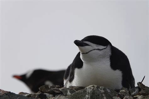 Penguin Parents Sleep For Just A Few Seconds At A Time To Guard