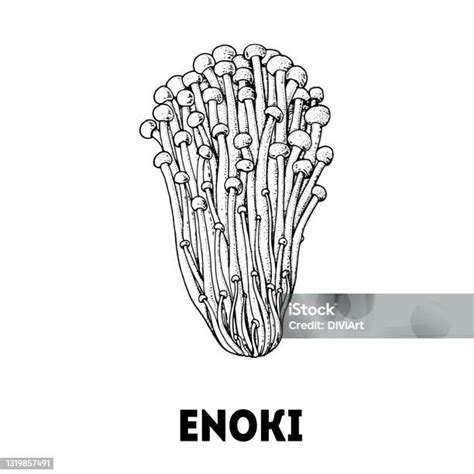 Enoki Jamur Tangan Digambar Sketsa Ilustrasi Vektor Jamur Makanan Sehat