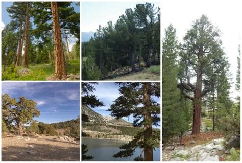 5 Pine Trees That Thrive in Idaho (Including Native Pines)