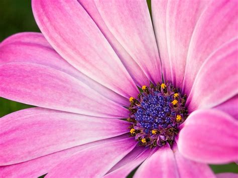 Hot Pink Flower Wallpaper 11 - [1600x1200]