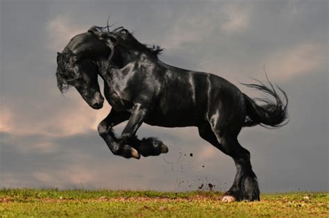 7 Best Black Horse Breeds You Should Know About