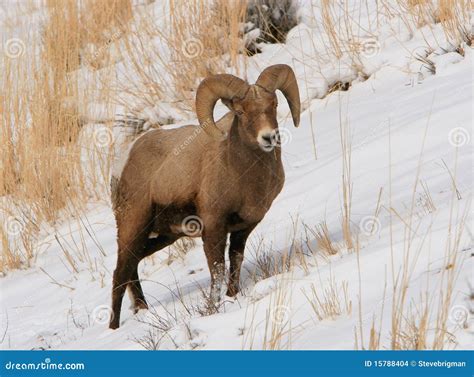 Bighorn Ram On Snowy Slope Stock Photo Image Of Animal 15788404