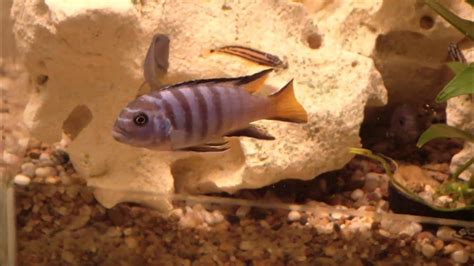 Pseudotropheus Elongatus Mpanga Zierfisch Storede Der