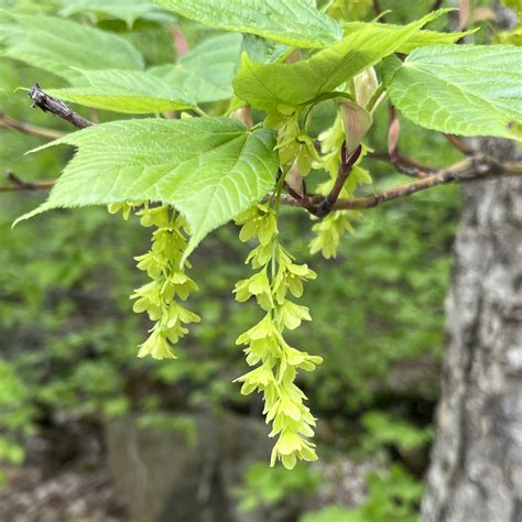 Striped Maple Ontarioca