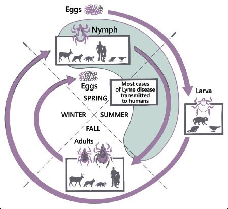 TickCheck.com - Deer Tick Life Cycle and Active Periods - Tick Testing ...