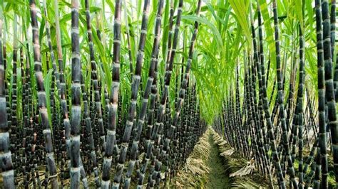 Tecnología Agrícola Cultivo De Caña De Azúcar Cultivo De Caña De