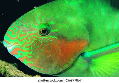 Surf Parrotfish Royalty Free Images Stock Photos Pictures Shutterstock