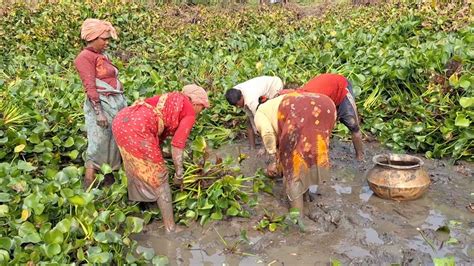 Needy Village Women Catching Huge Catfish By Hand In Muddy Water Fish