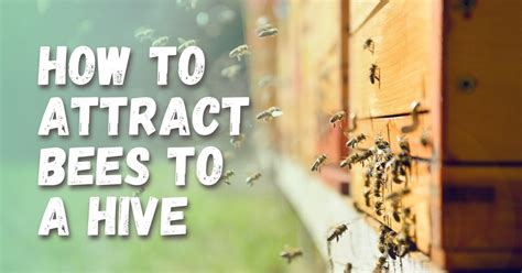 How To Attract Bees To A Hive Step By Step Guide