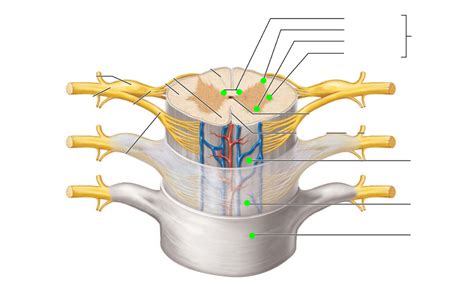 ANAT 260 Human Anatomy Week 4 Midterm Notes Left Anterior Spinal