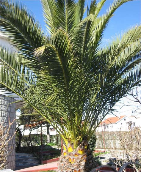 A Palm Tree In A Pot On The Ground