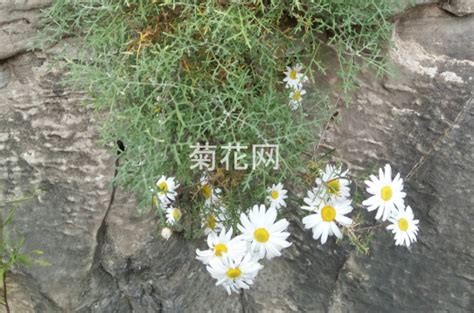 太行菊在现在对人们生活有什么价值体现？野菊花菊花网