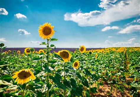 Fototapete Blumen Sonnenblumen Und Lavendelfeld TenStickers