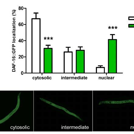 Myricetin Induced Nuclear Translocation Of DAF 16 GFP But Not