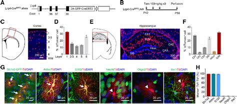 Lrp Is Mainly Expressed In Astrocytes Not Neurons Oligodendrocytes