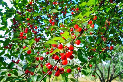 Red Cherries On The Branch After The Rain Stock Image Image Of