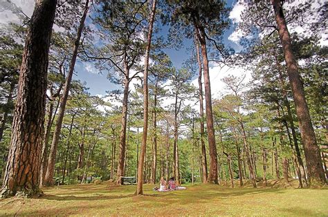 Baguio Designates Tree Zones To Spread Green Cover Inquirer News