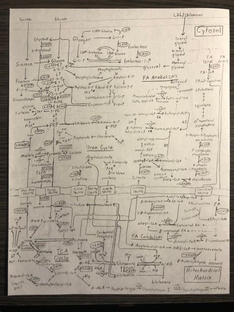 A Flowchart Of All The Reactions We Learned In My University Metabolism Class Really Gave Me An