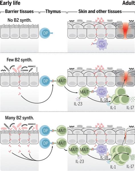 MAIT Cells Are Imprinted By The Microbiota In Early Life And Promote