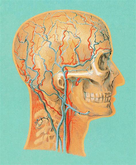 Human Anatomy Head Drawing By Csa Images Pixels