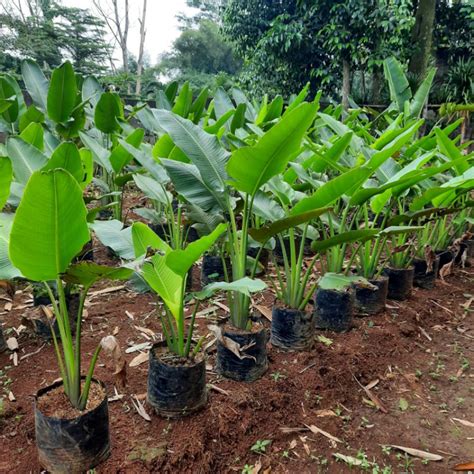 Jual Tanaman Pisang Kipas Tinggi 1 Meter Shopee Indonesia