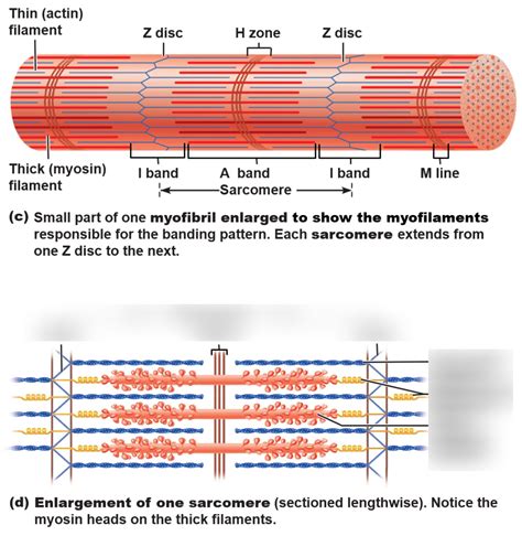 Sarcomere Diagram Quizlet