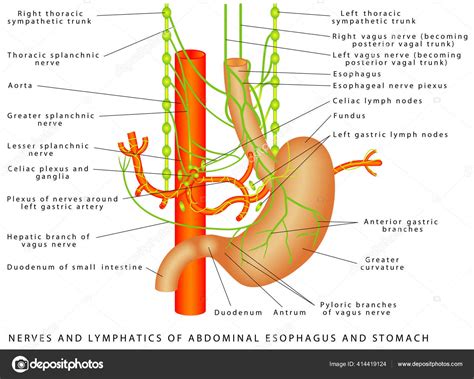 Abdomen Nerves Lymphatics Abdominal Esophagus Stomach Nerve Supply